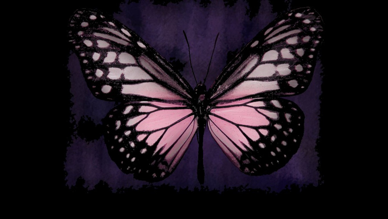 Single Butterfly Wallpapers