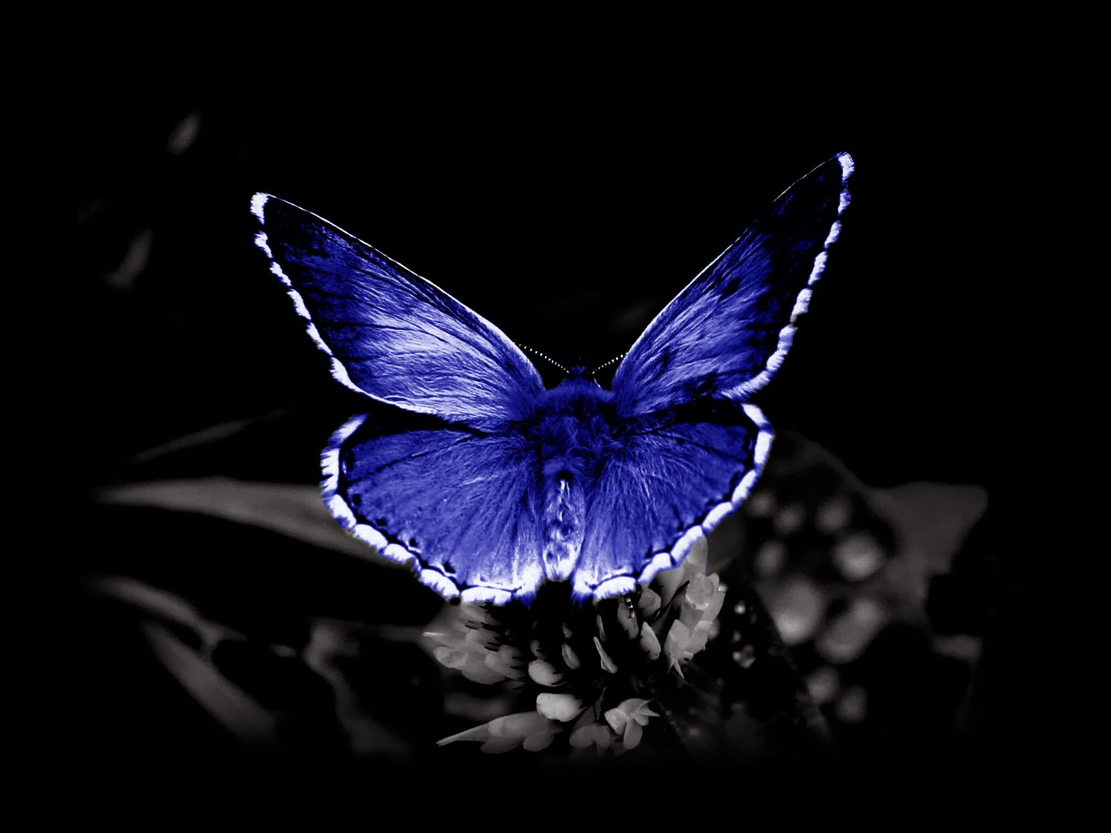 Single Butterfly Wallpapers