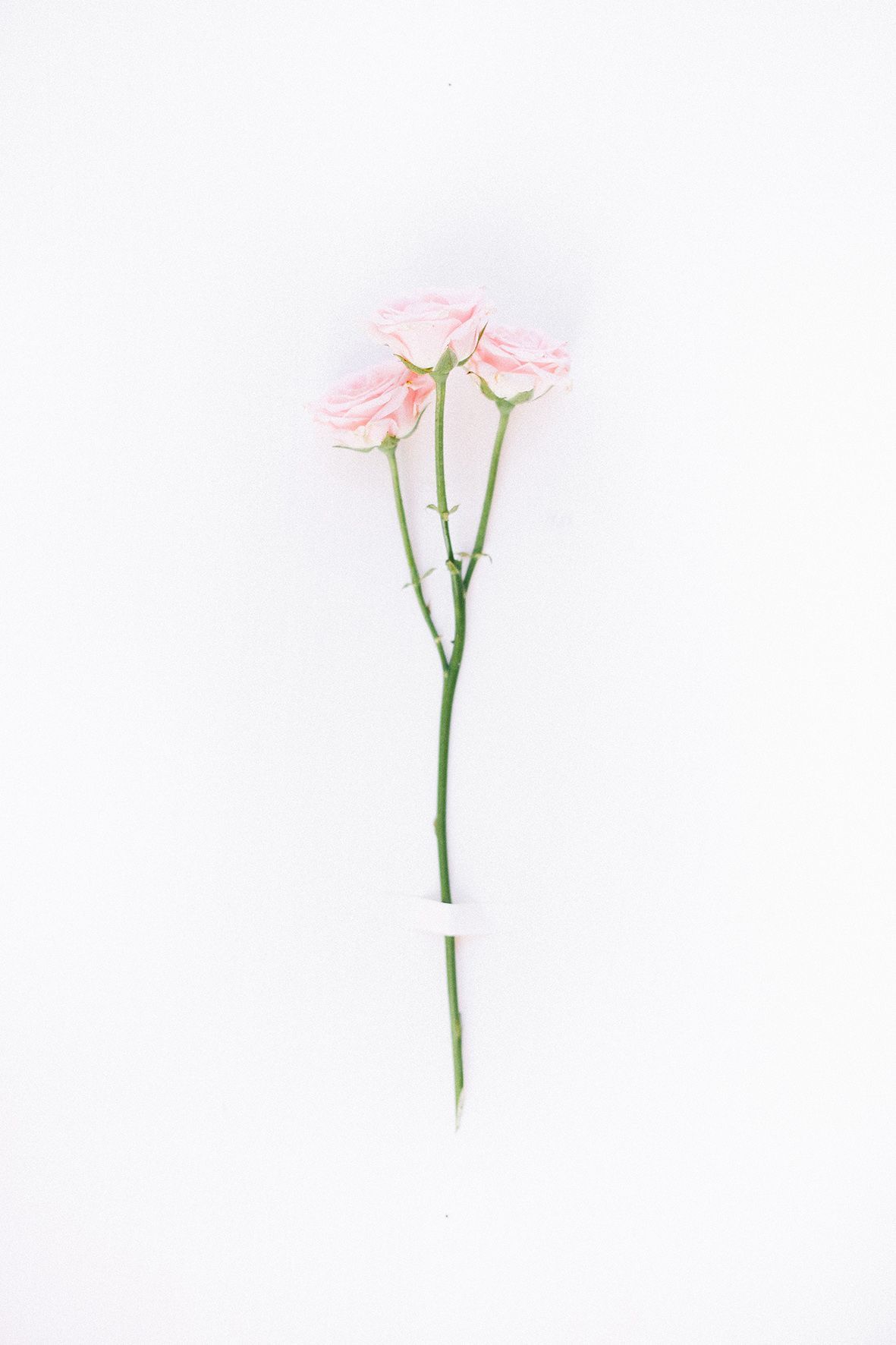 Single Flower Wallpapers