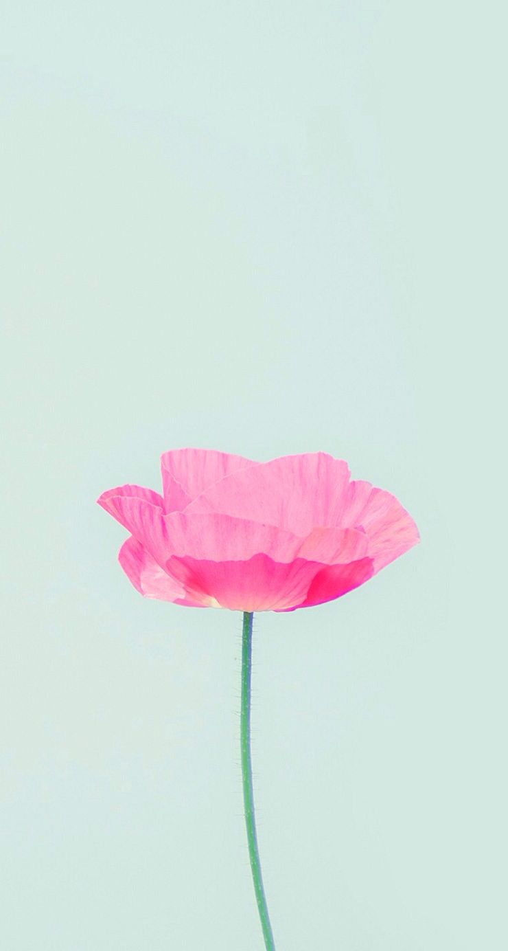 Single Flower Wallpapers