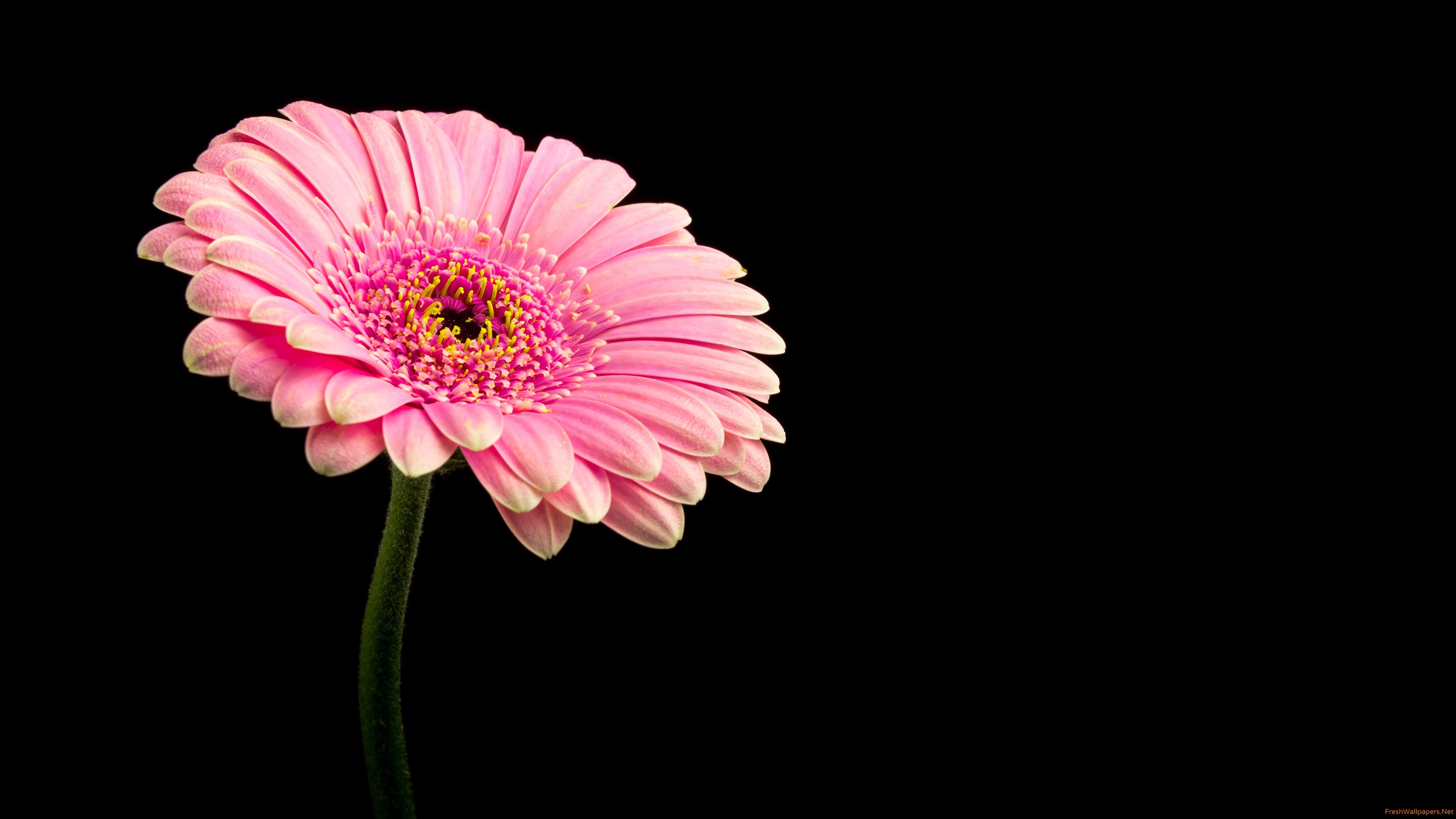 Single Flower Wallpapers