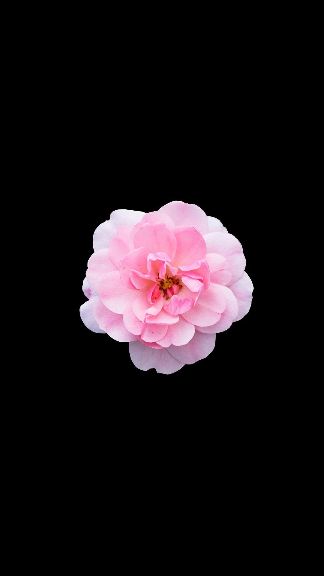 Single Flower Wallpapers