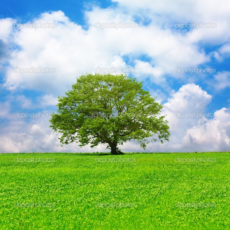 Single Tree Wallpapers