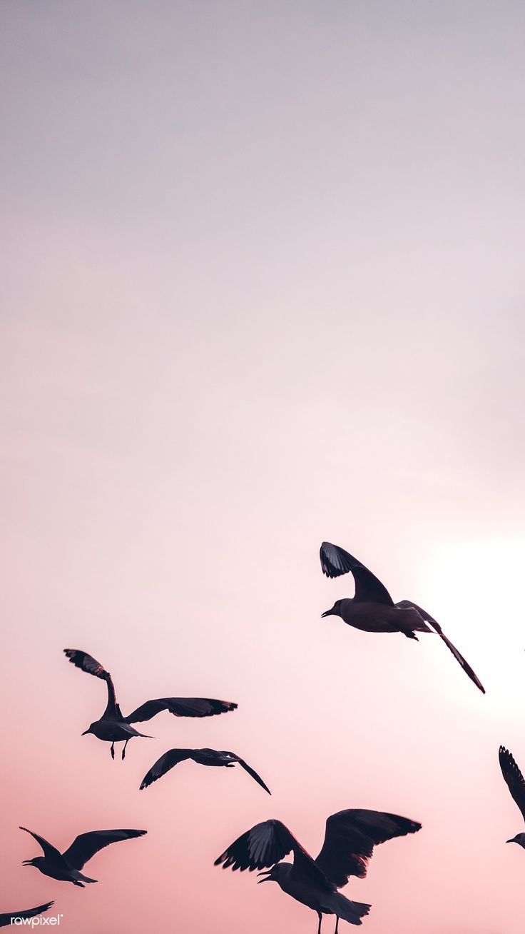 Sky With Birds Wallpapers