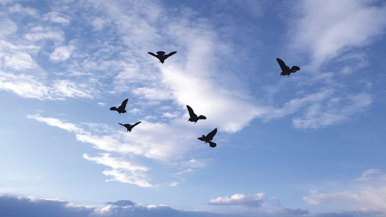 Sky With Birds Wallpapers