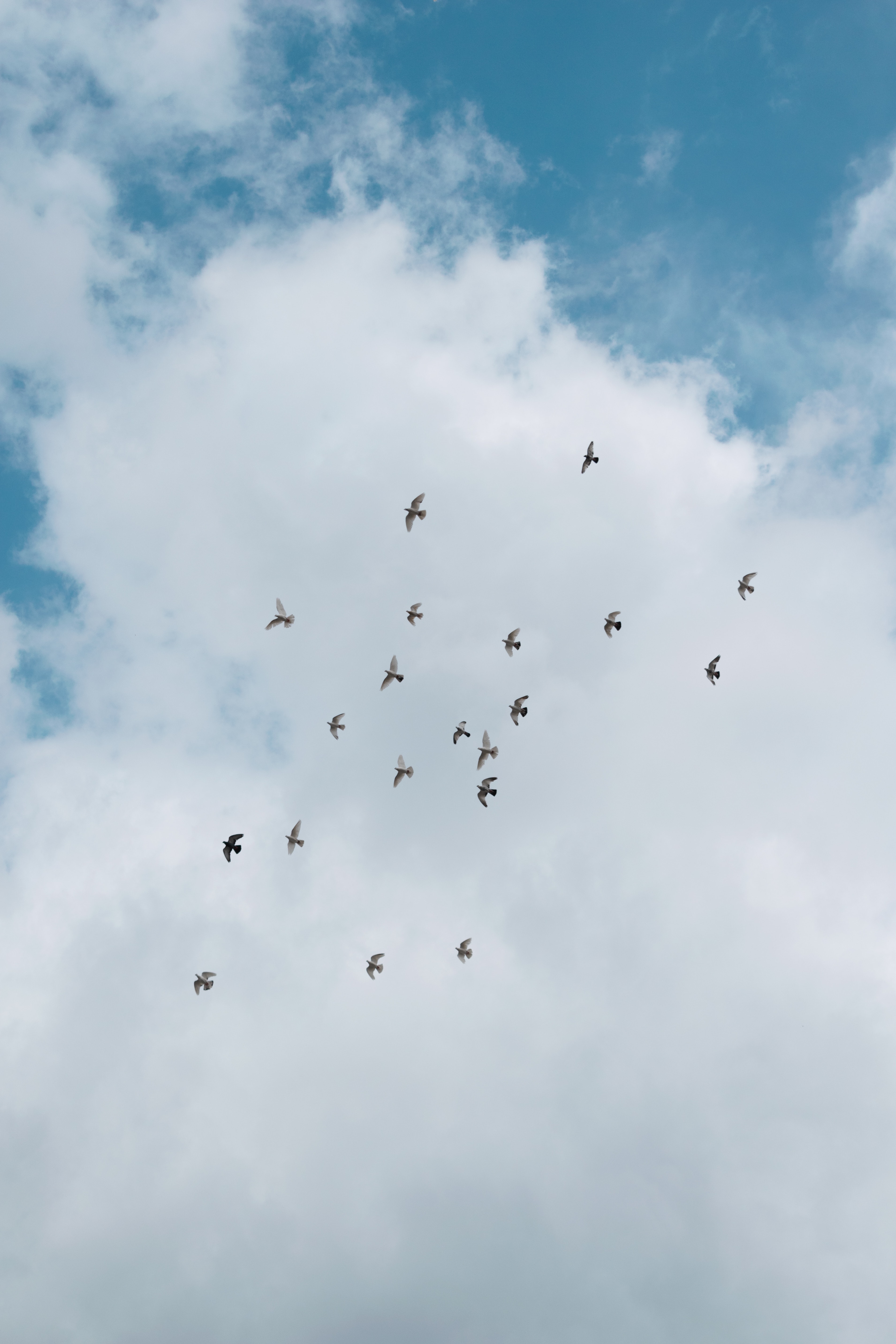 Sky With Birds Wallpapers