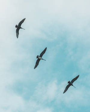 Sky With Birds Wallpapers
