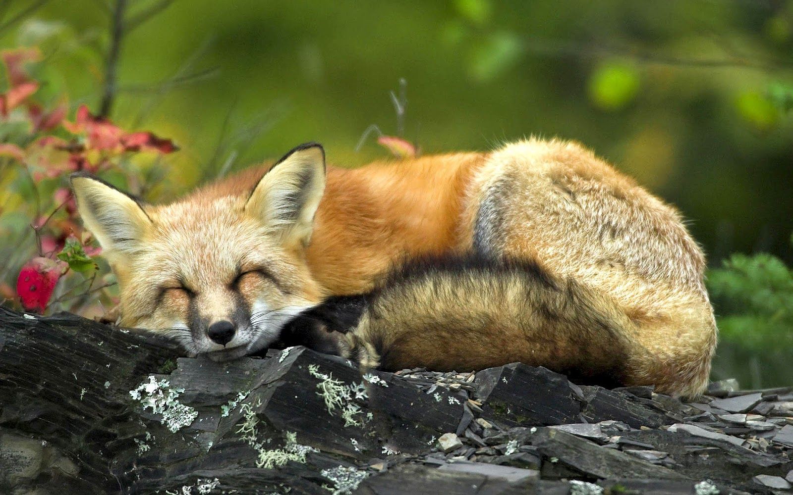 Sleeping Animals Images Wallpapers