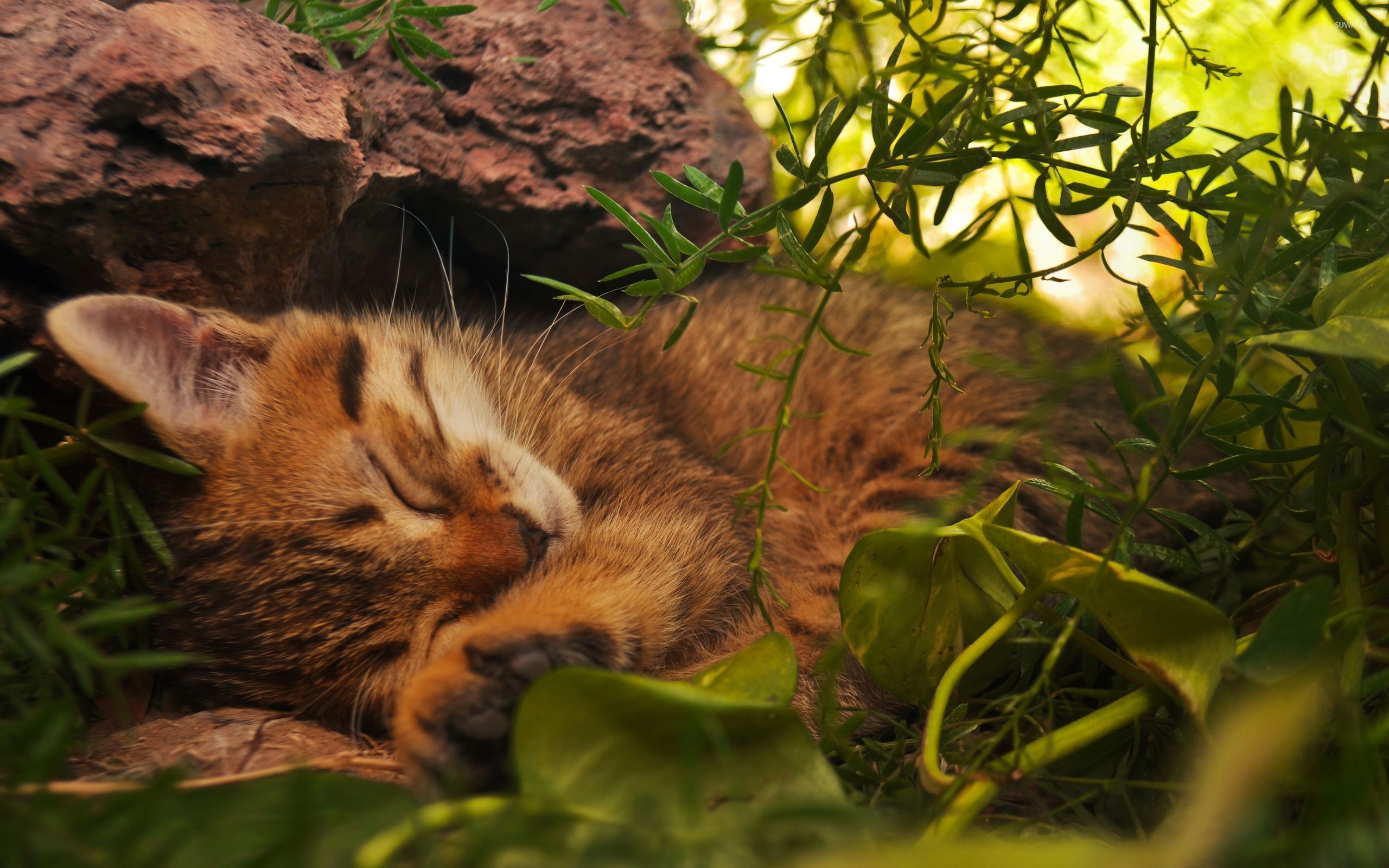 Sleeping Animals Images Wallpapers