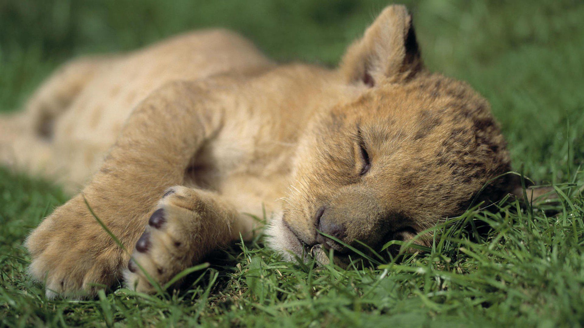 Sleeping Animals Images Wallpapers