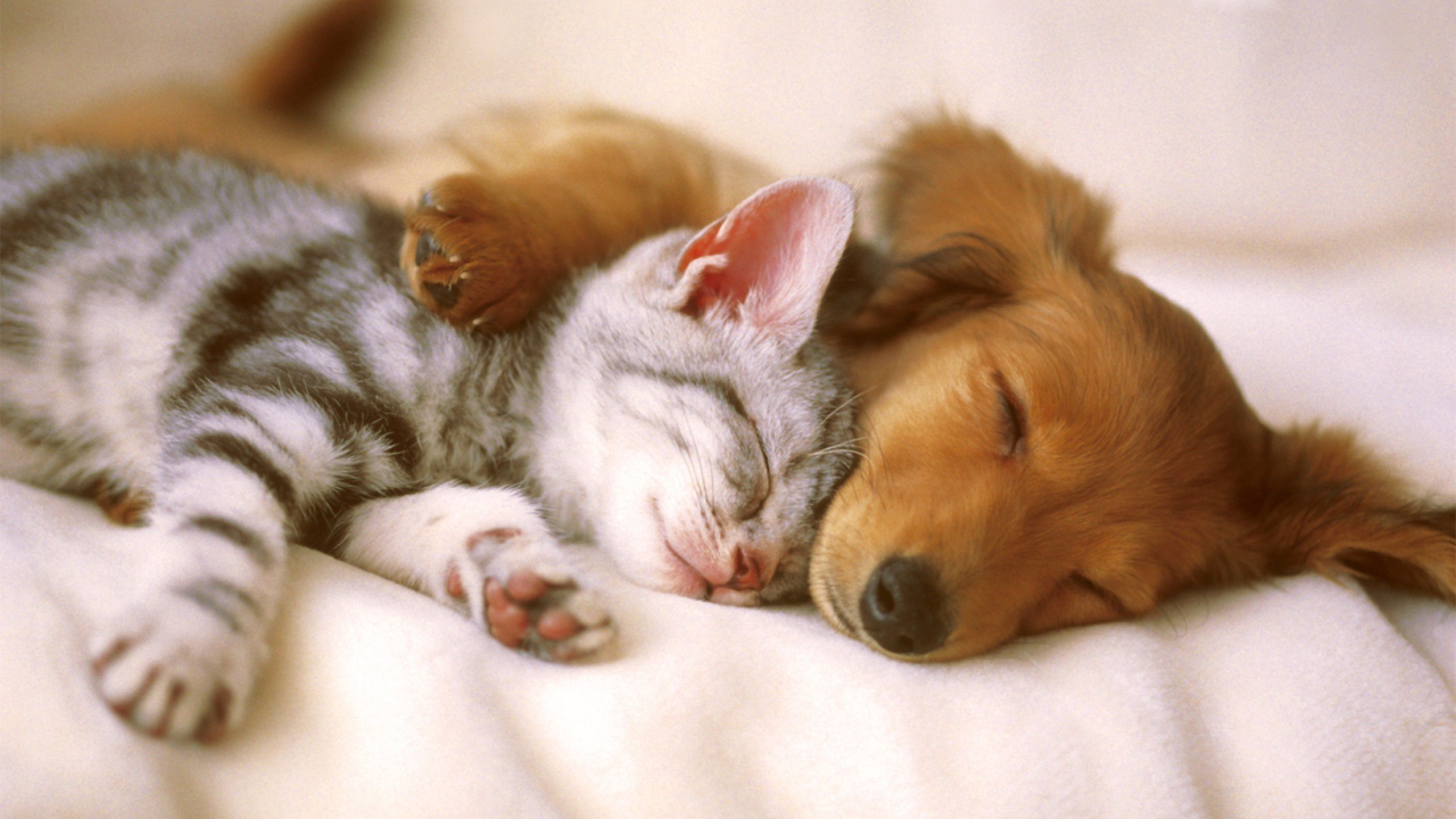 Sleeping Animals Images Wallpapers