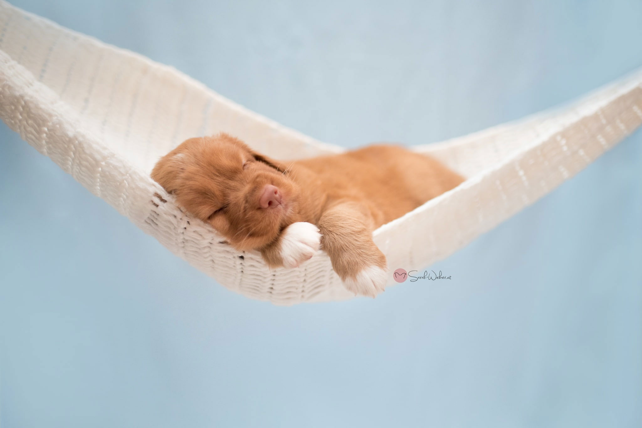 Sleeping Animals Images Wallpapers