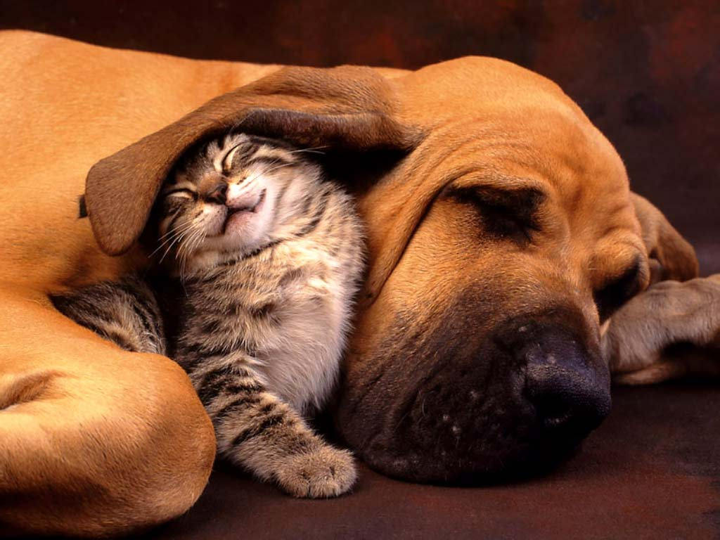 Sleeping Animals Images Wallpapers