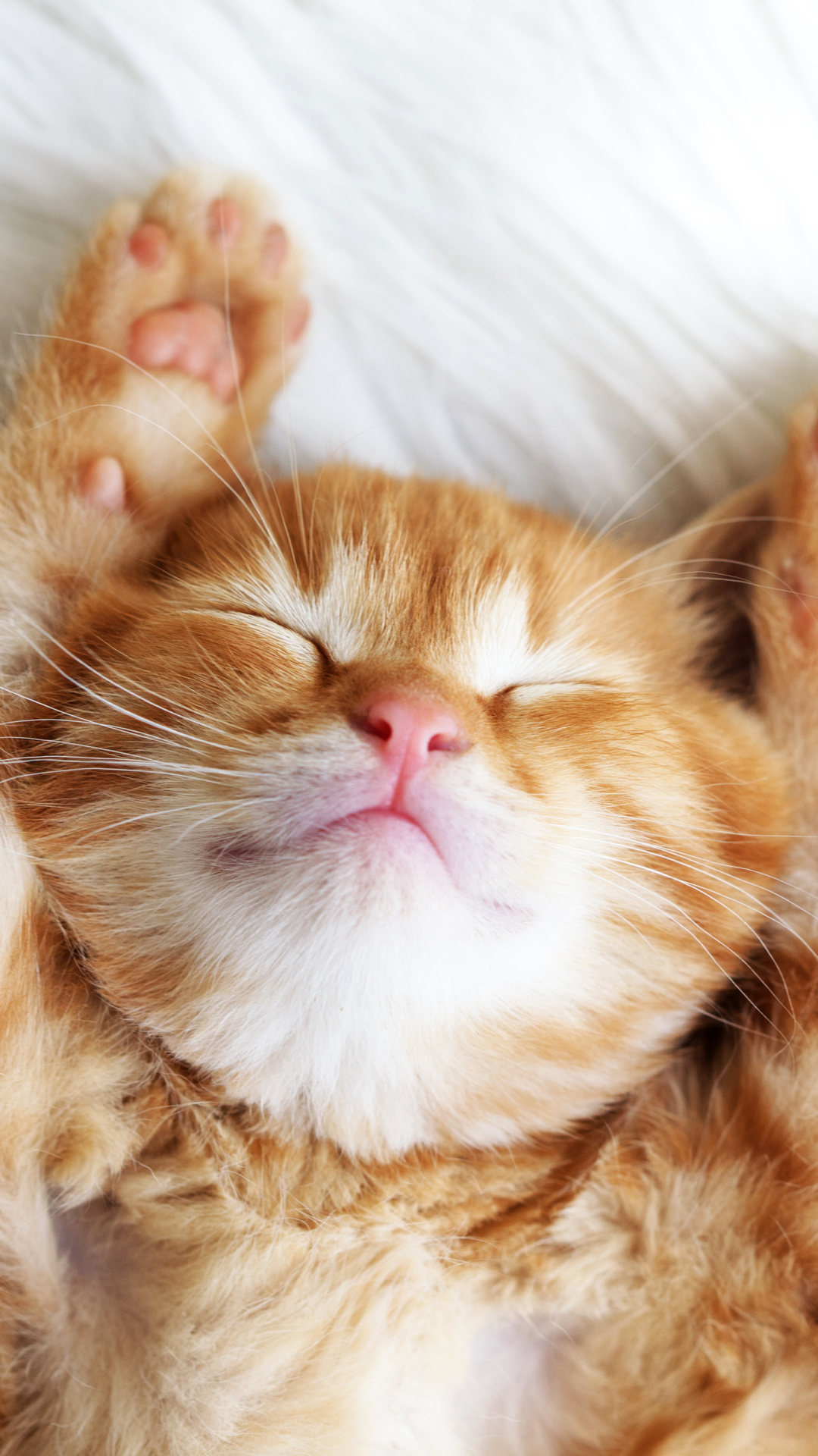 Sleeping Cat Wallpapers