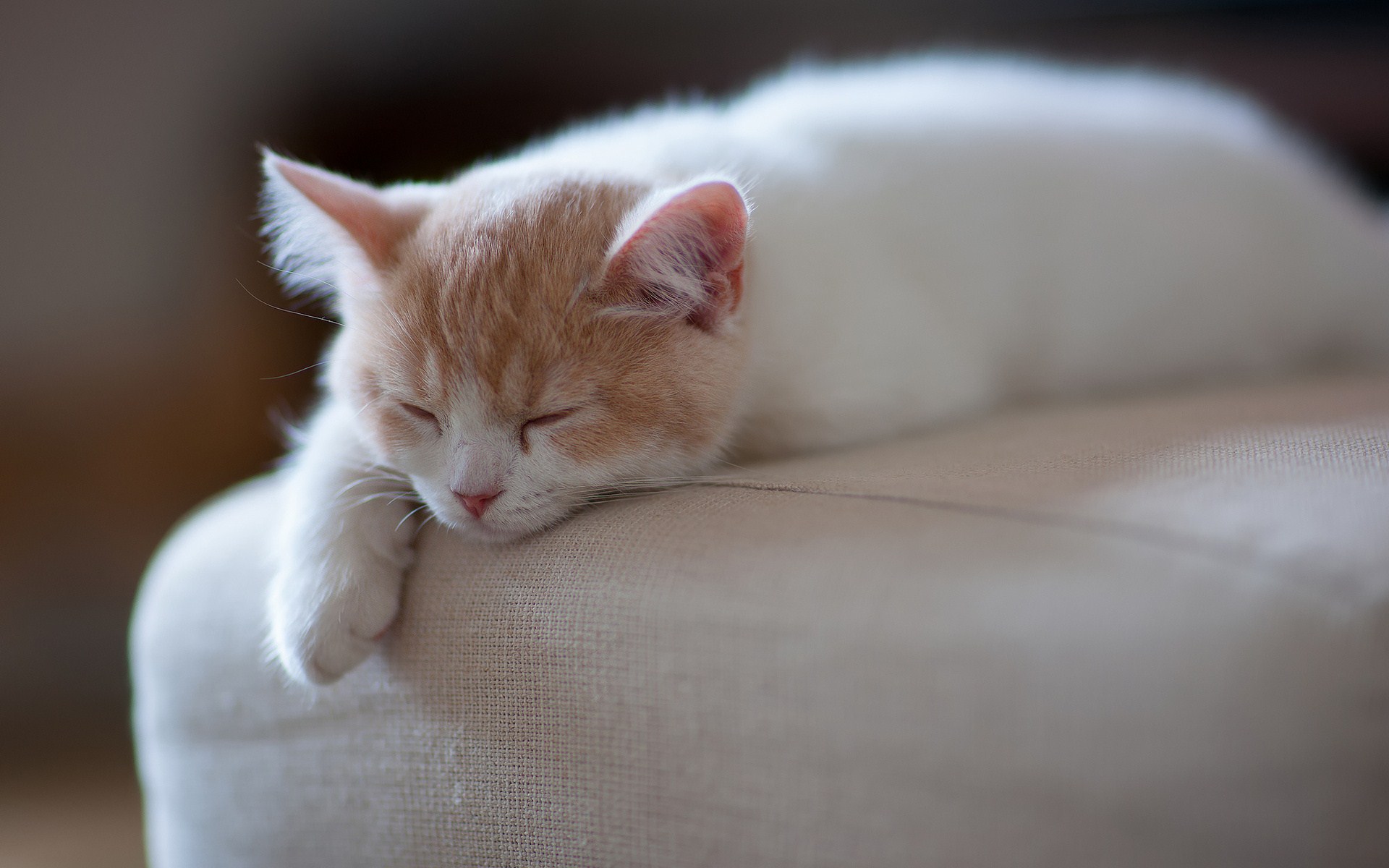 Sleeping Cat Wallpapers