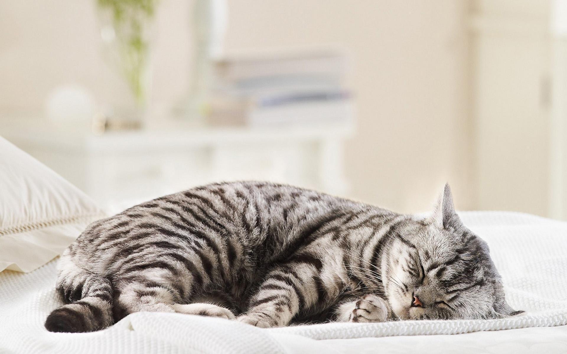 Sleeping Cat Wallpapers