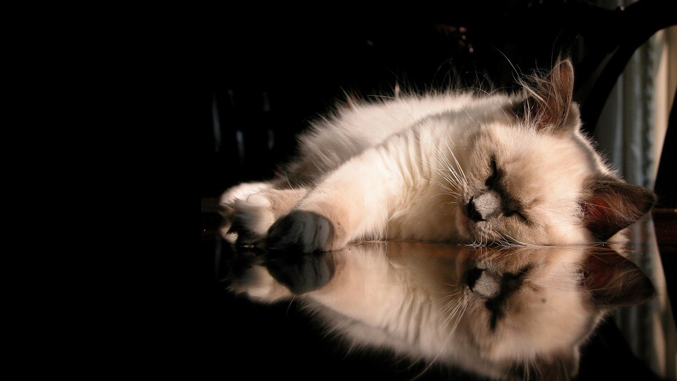 Sleeping Cat Wallpapers