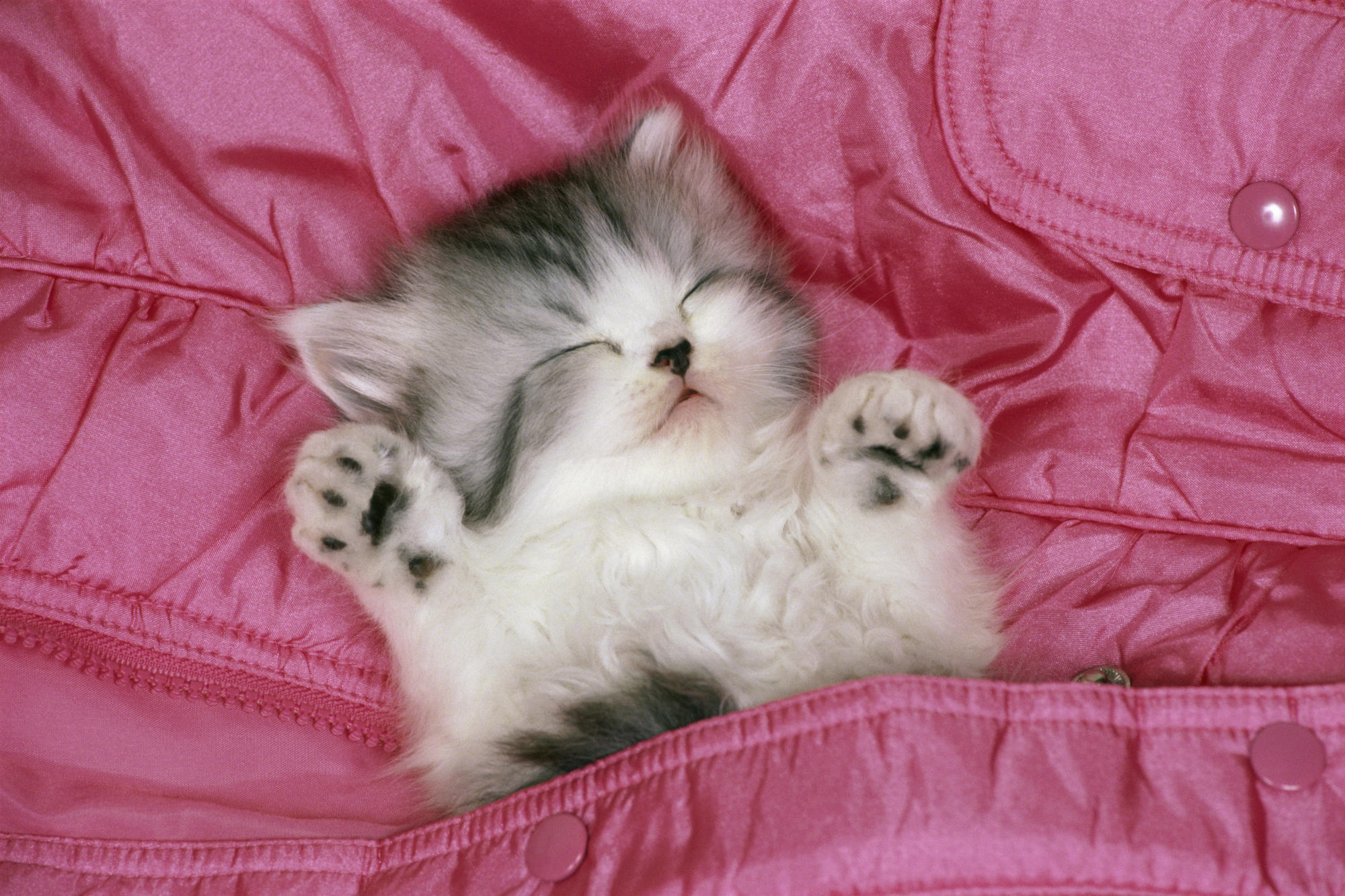 Sleeping Cat Wallpapers