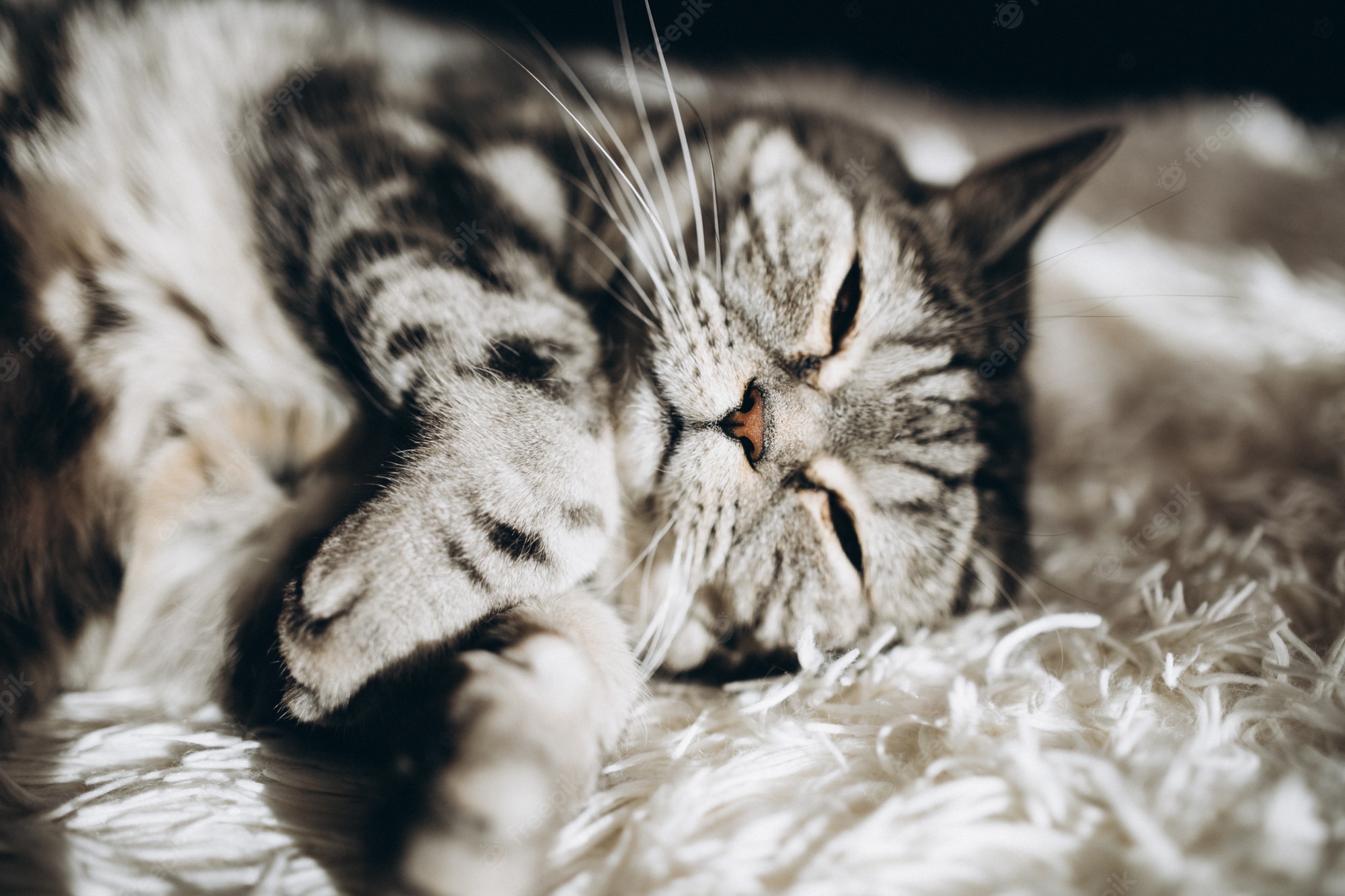 Sleeping Cat Wallpapers