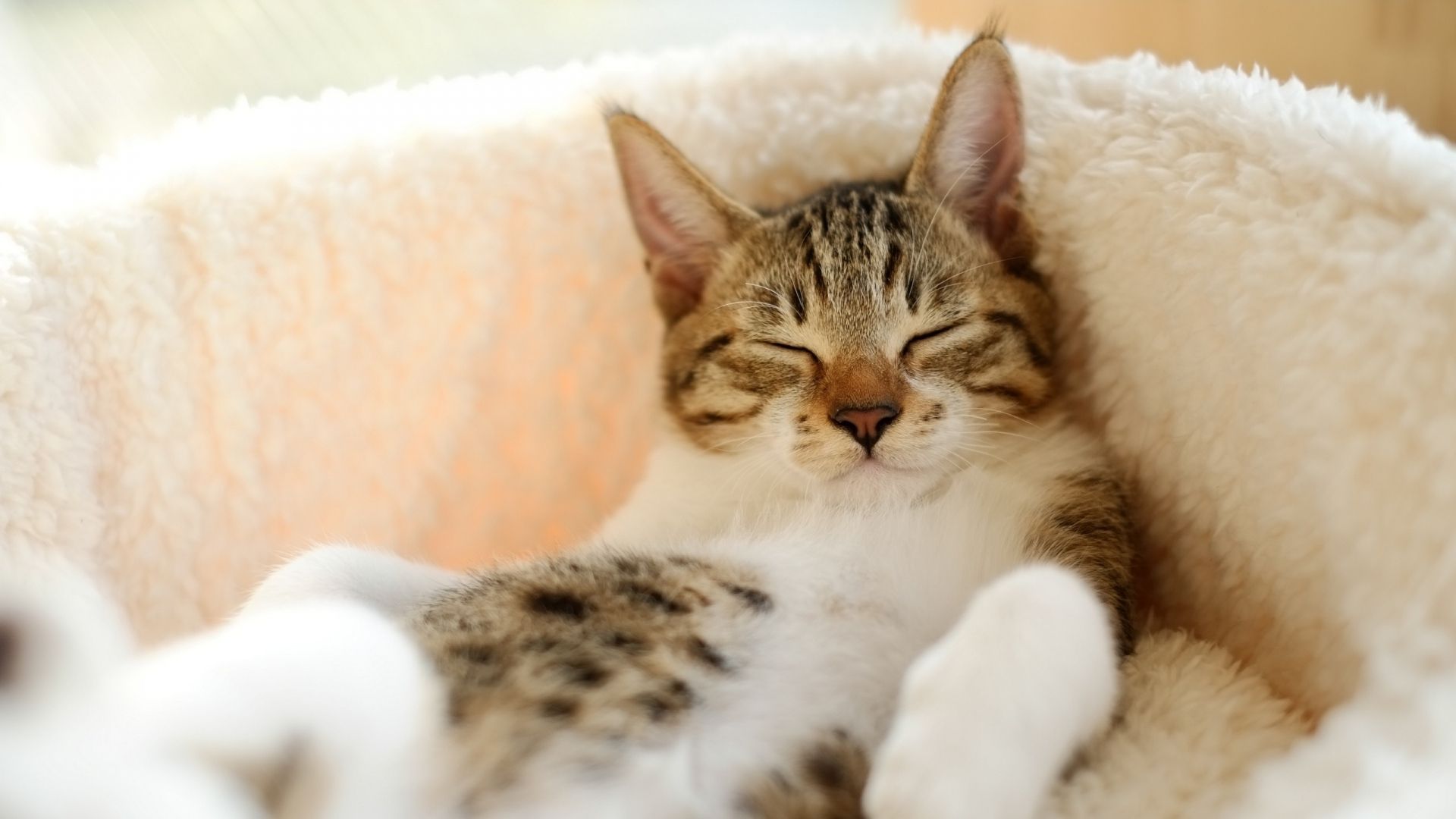 Sleeping Cat Wallpapers