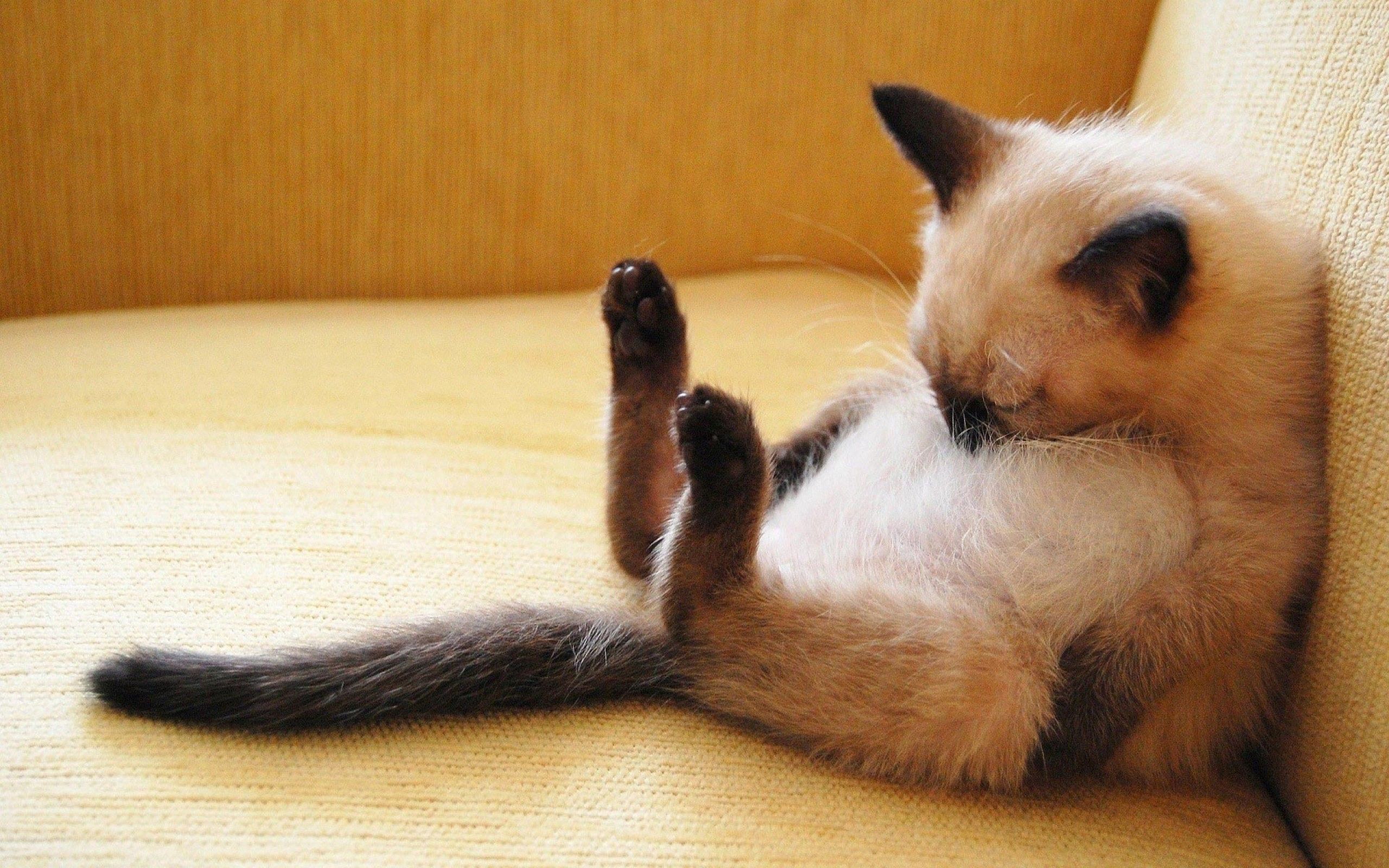 Sleeping Cat Wallpapers