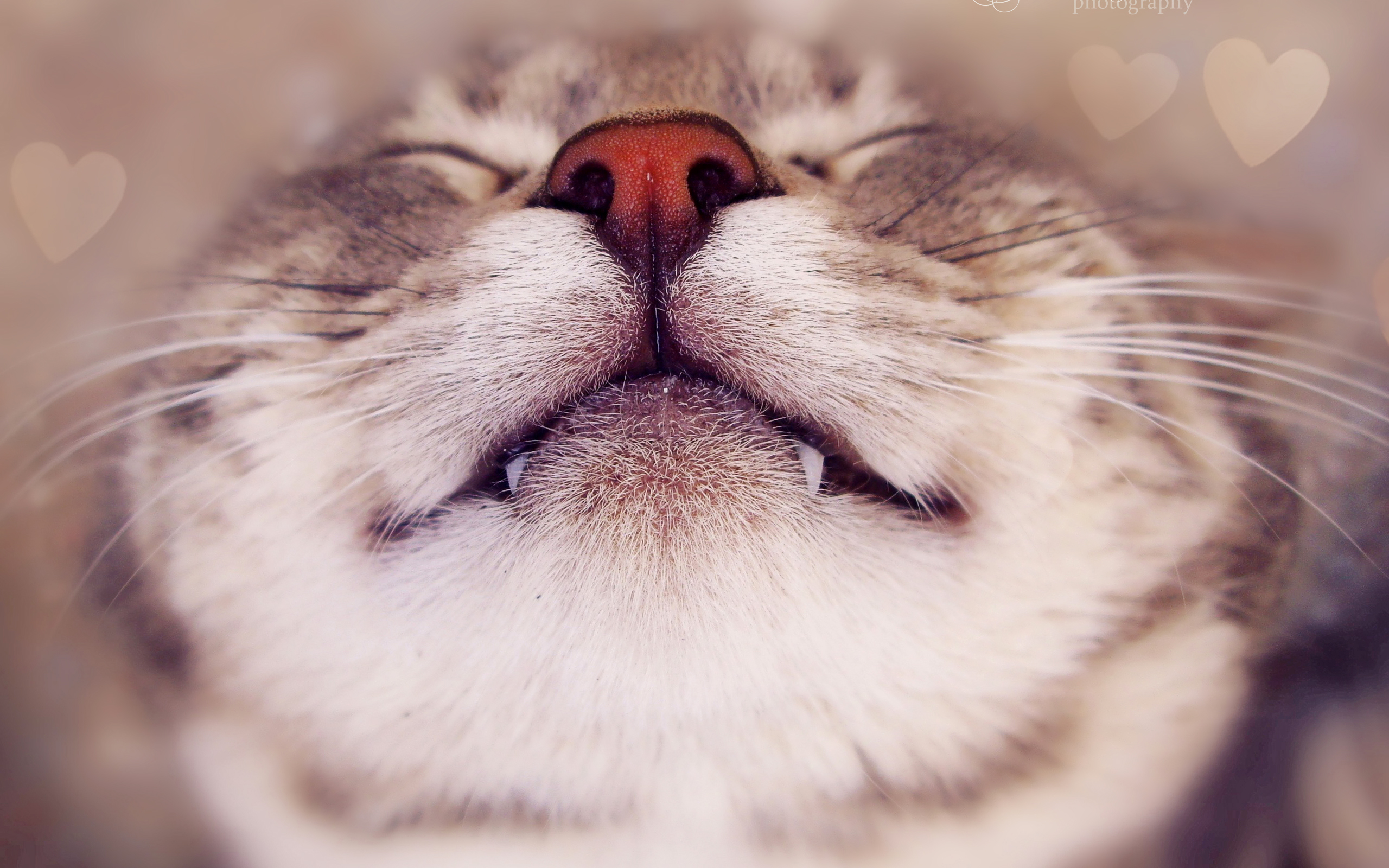 Sleeping Cat Wallpapers