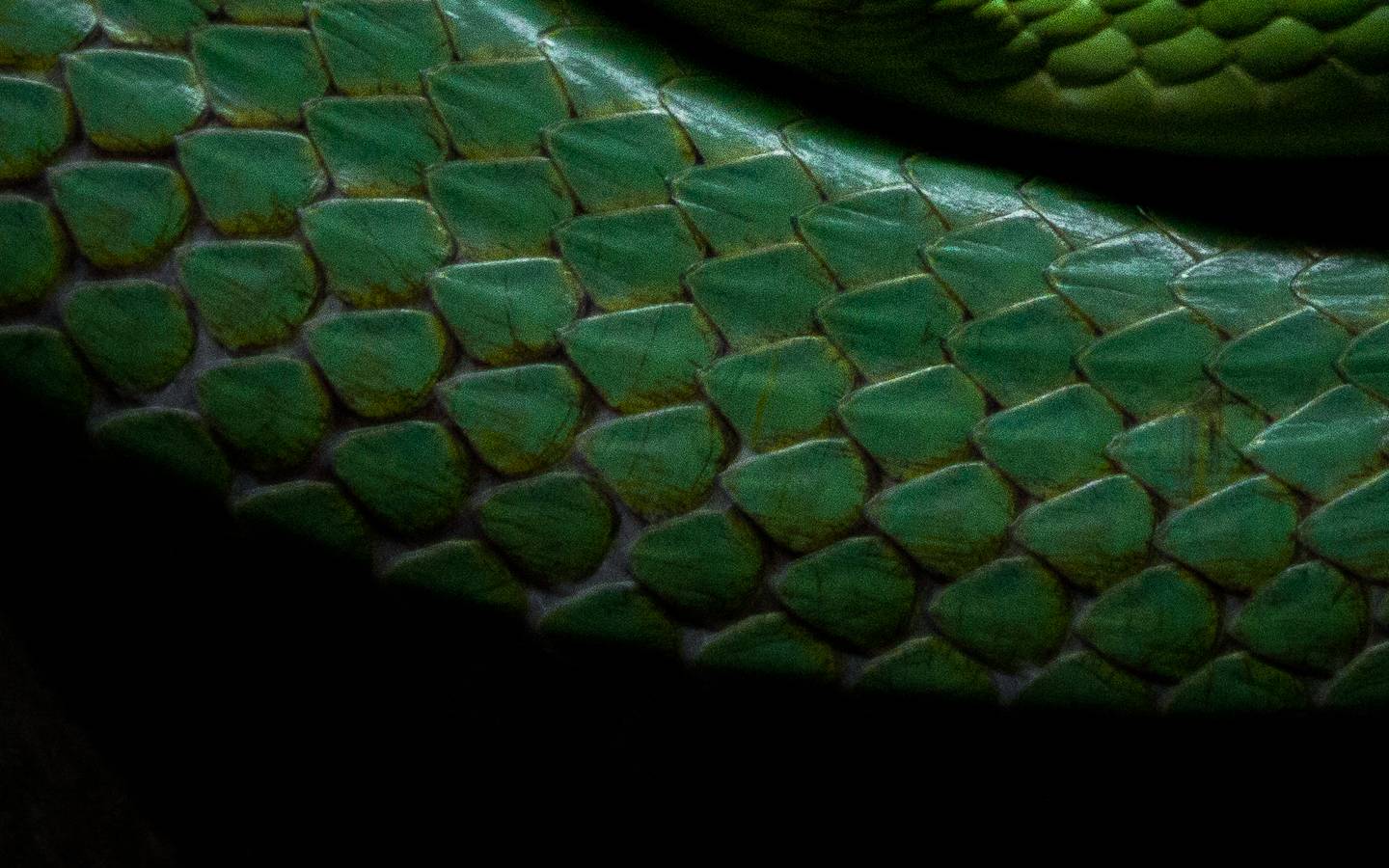 Slytherin Pottermore Wallpapers