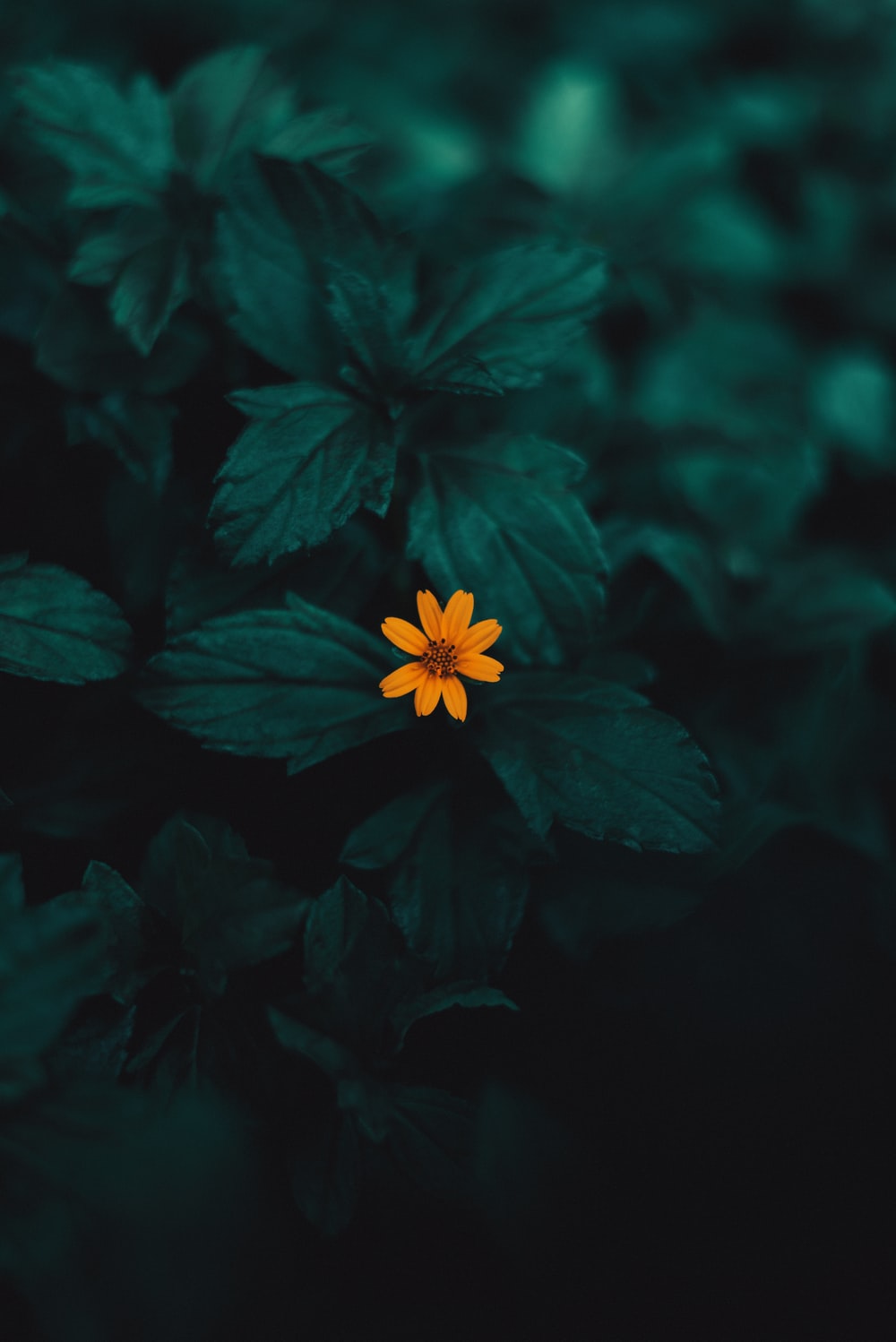 Small Flower Wallpapers