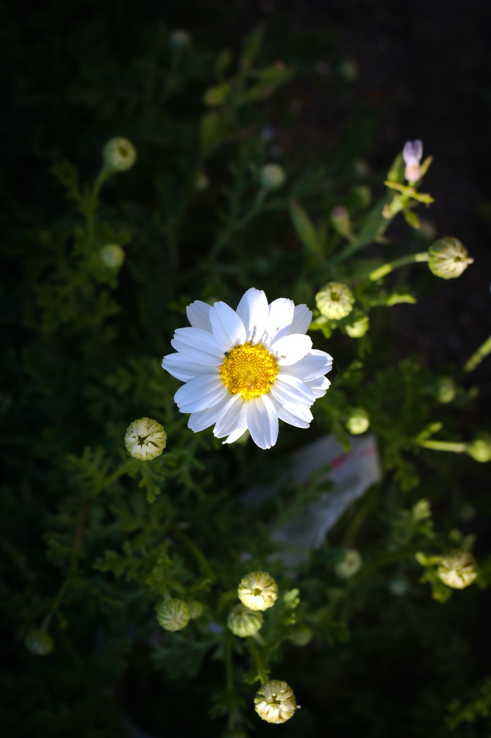 Small Flower Wallpapers