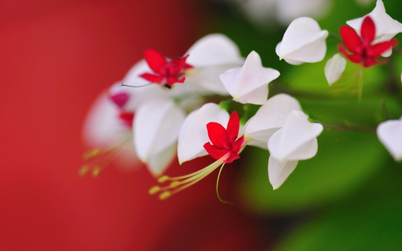 Small Flower Wallpapers