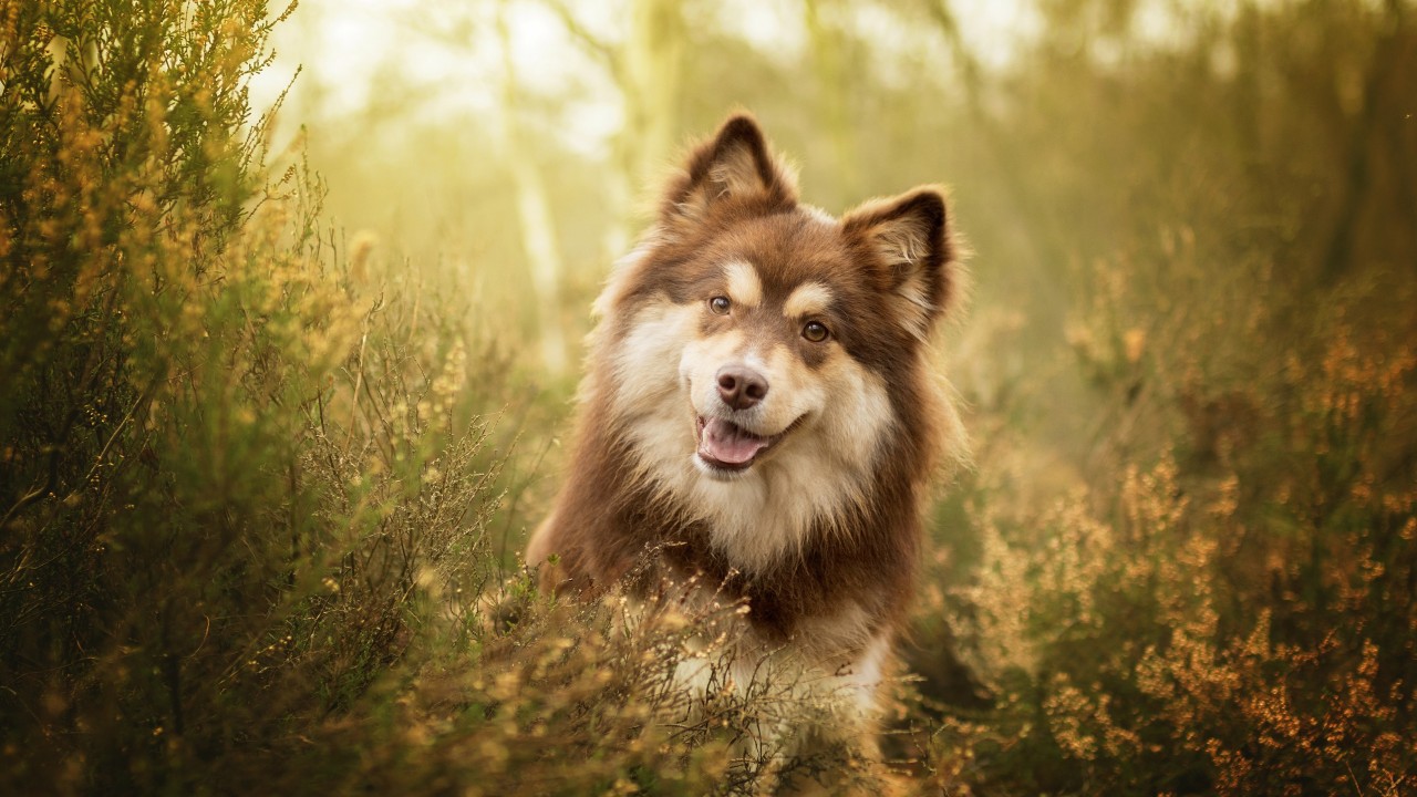 Smile Dog Wallpapers