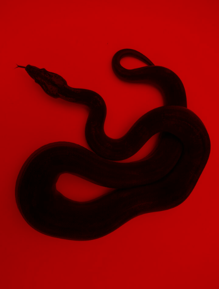 Snake Aesthetic Wallpapers