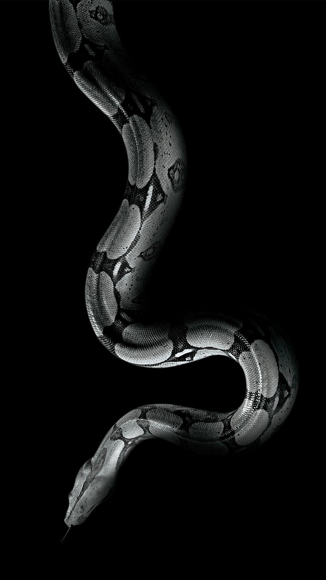 Snake Aesthetic Wallpapers