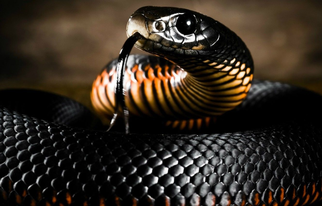 Snake Head Images Wallpapers