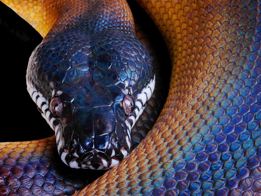 Snake Head Images Wallpapers