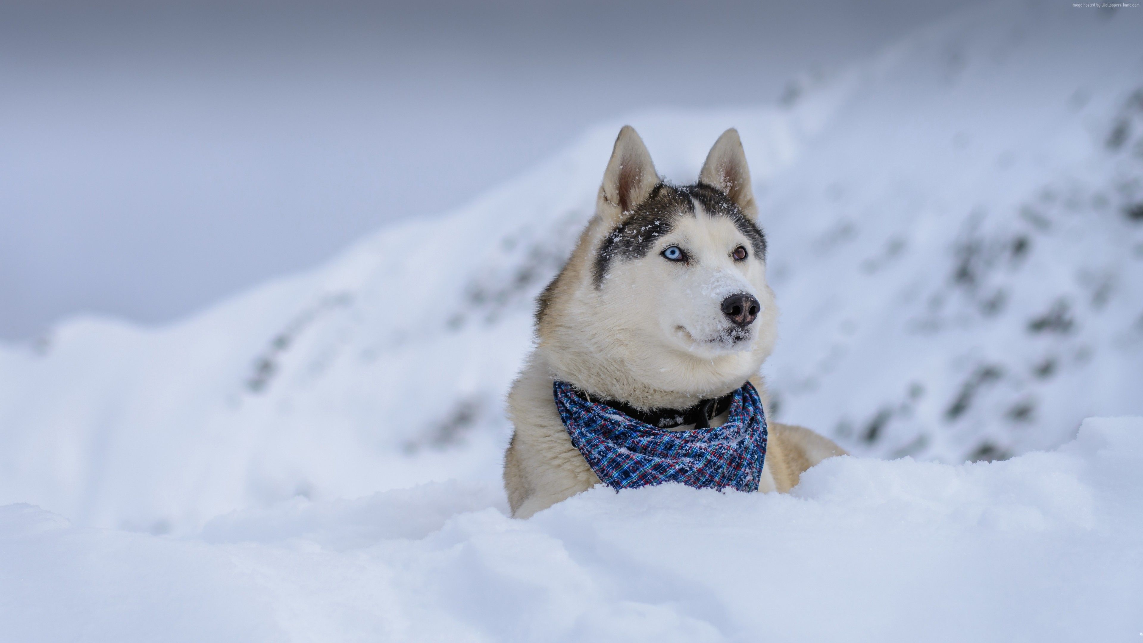 Snow Home Wallpapers