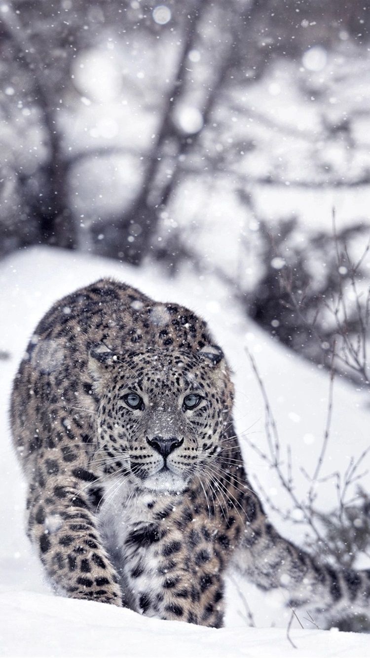 Snow Leopard Iphone Wallpapers