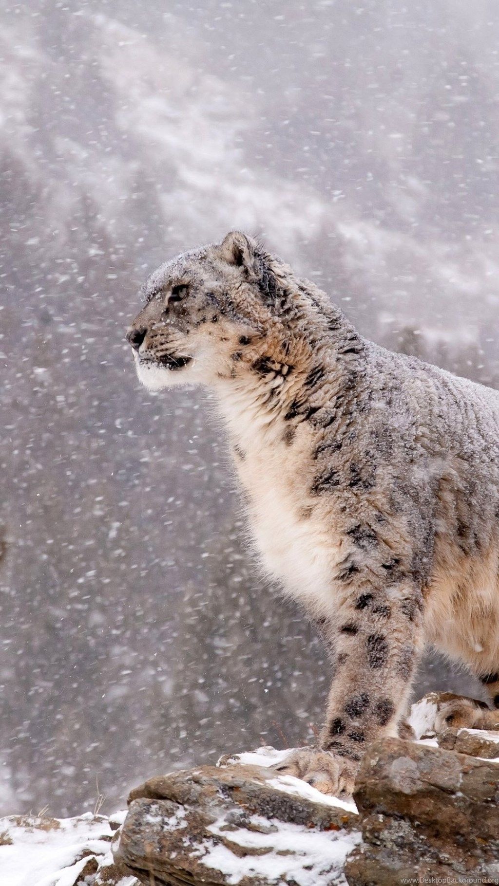 Snow Leopard Iphone Wallpapers