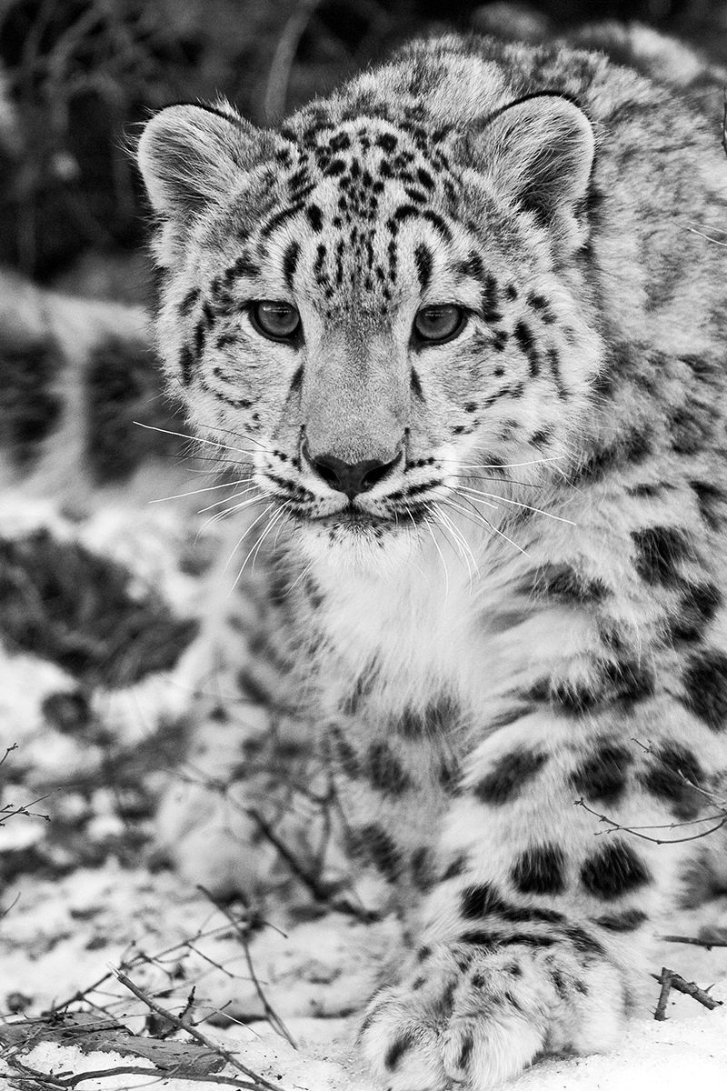 Snow Leopard Iphone Wallpapers