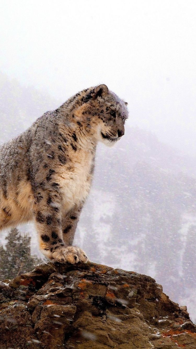 Snow Leopard Iphone Wallpapers