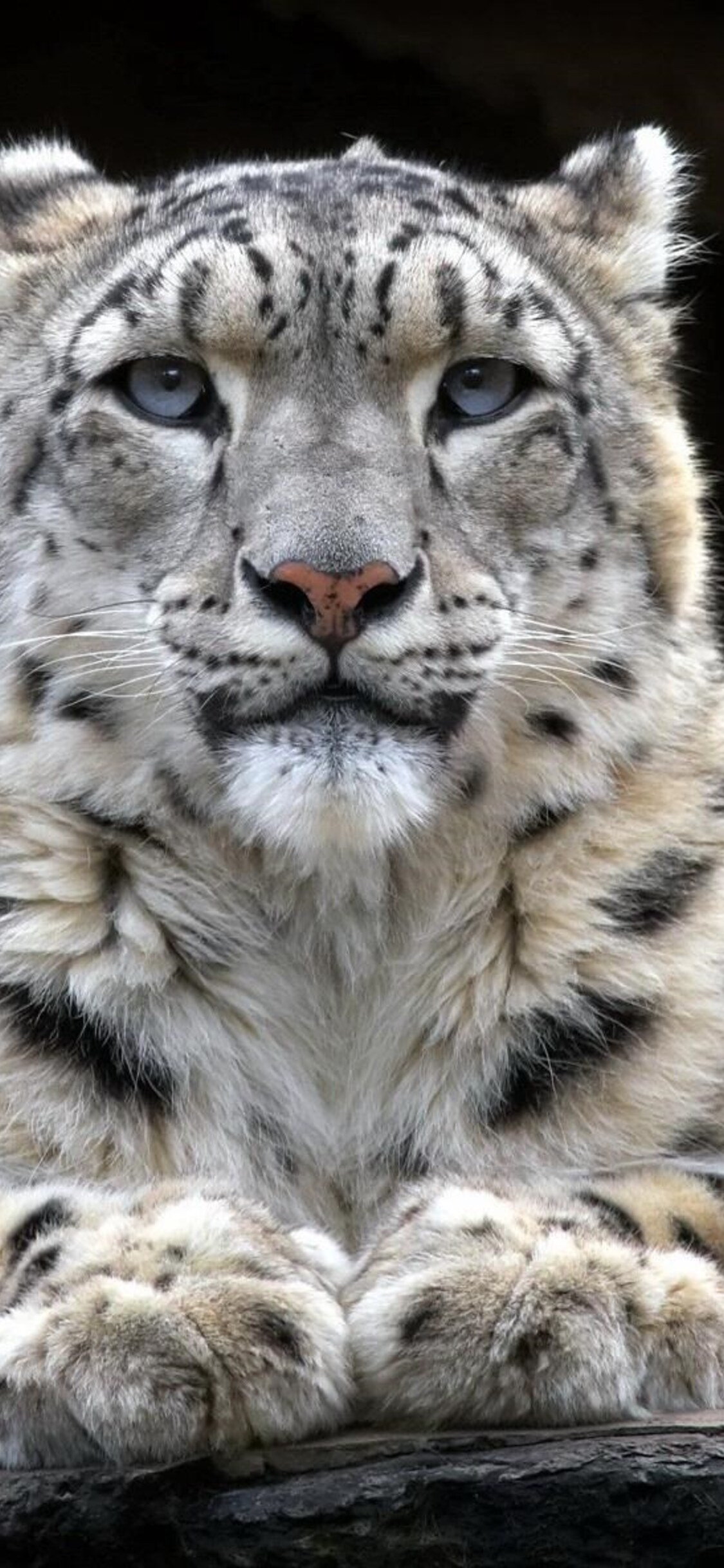 Snow Leopard Iphone Wallpapers