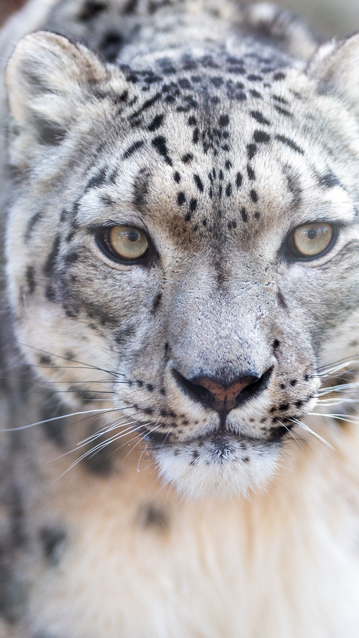 Snow Leopard Iphone Wallpapers