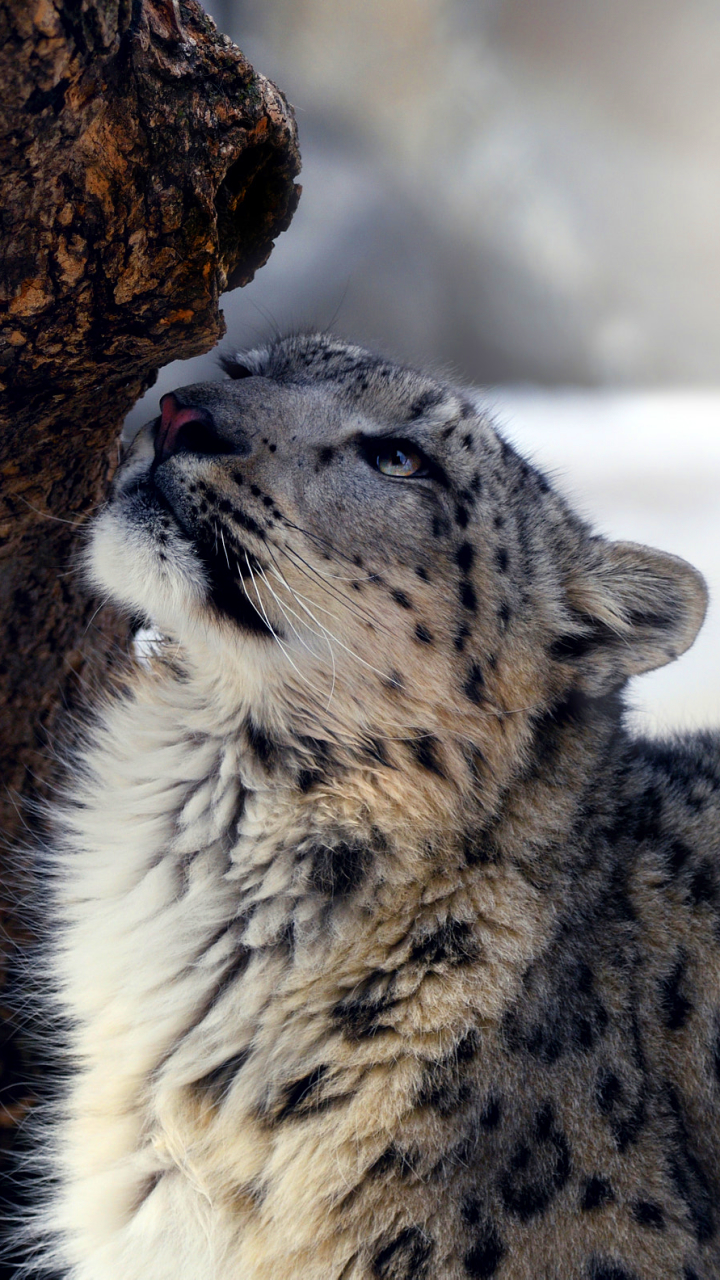 Snow Leopard Iphone Wallpapers