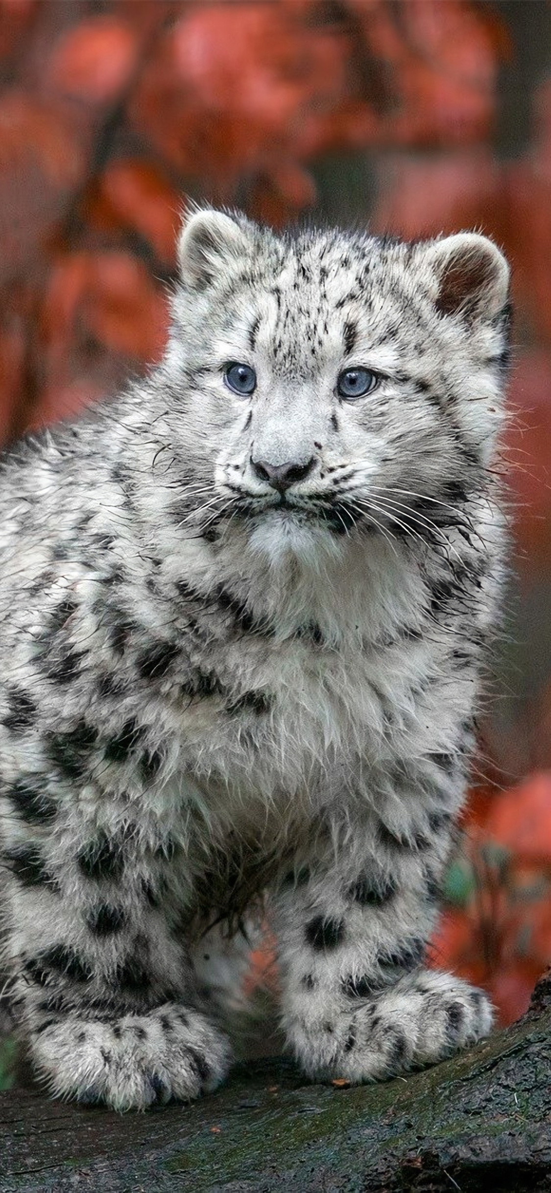 Snow Leopard Iphone Wallpapers