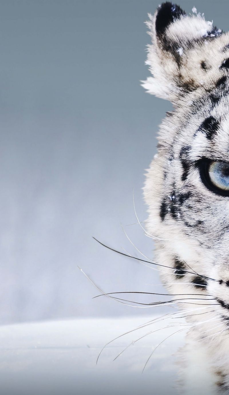 Snow Leopard Iphone Wallpapers