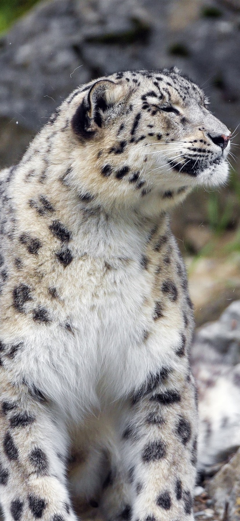 Snow Leopard Iphone Wallpapers