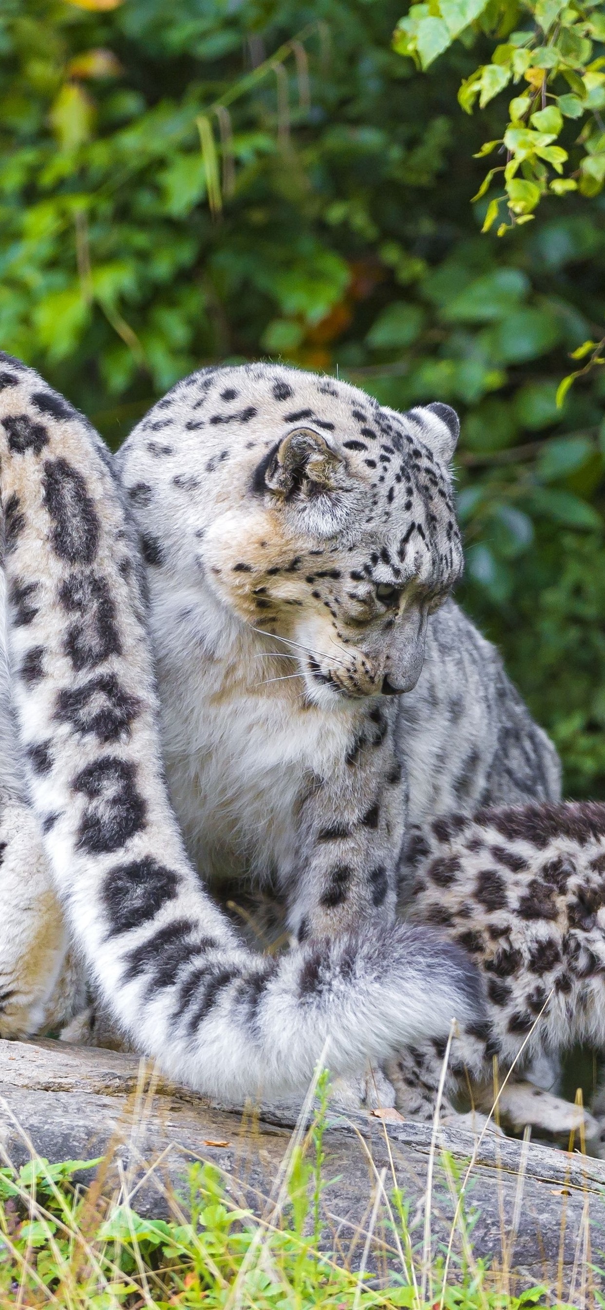 Snow Leopard Iphone Wallpapers