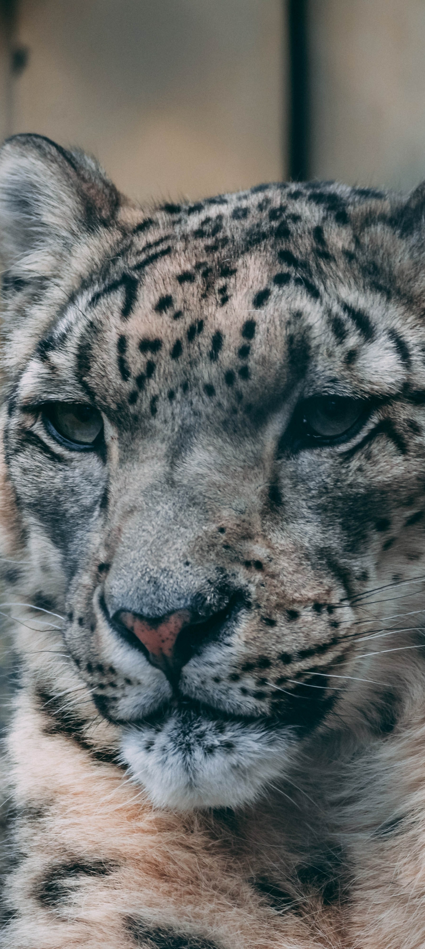 Snow Leopard Iphone Wallpapers