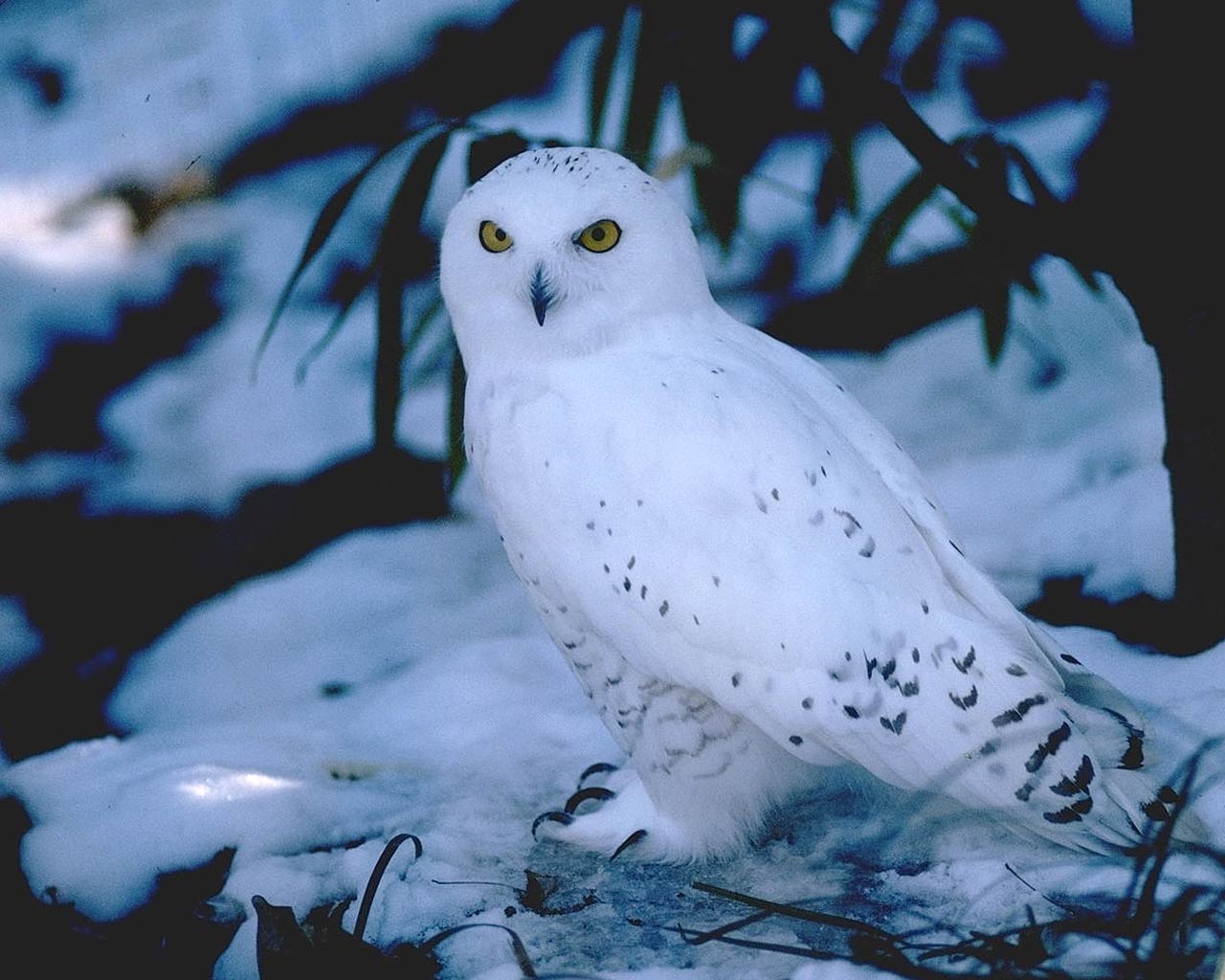 Snow Owl Wallpapers