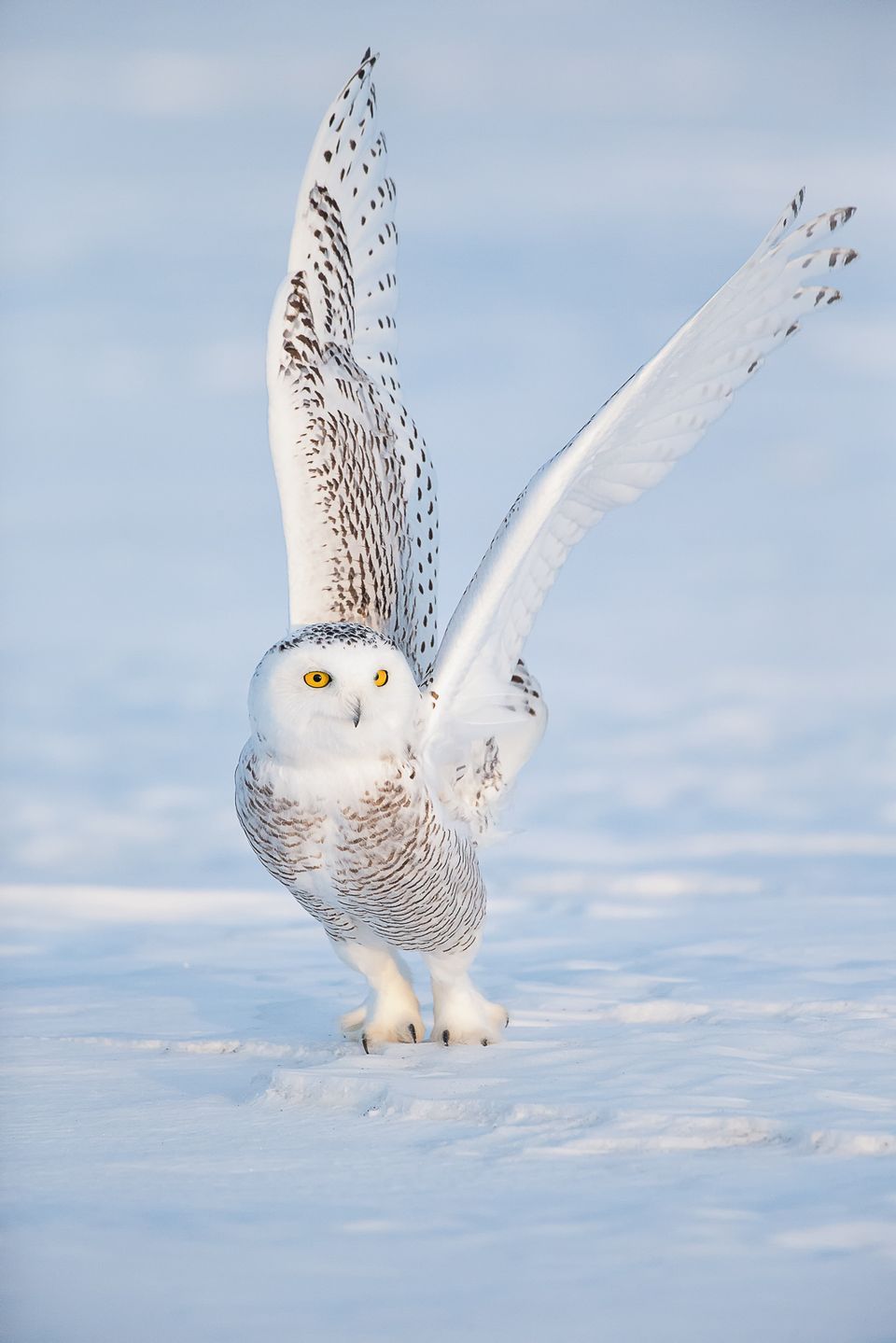 Snow Owl Wallpapers